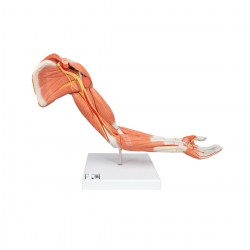 M11_01_1200_1200_Модель-руки-с-мышцами-6-частей-3B-Smart-Anatomy