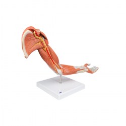 M11_02_1200_1200_Модель-руки-с-мышцами-6-частей-3B-Smart-Anatomy
