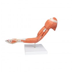 M11_04_1200_1200_Модель-руки-с-мышцами-6-частей-3B-Smart-Anatomy