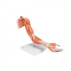 M11_05_1200_1200_Модель-руки-с-мышцами-6-частей-3B-Smart-Anatomy