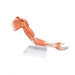 M11_06_1200_1200_Модель-руки-с-мышцами-6-частей-3B-Smart-Anatomy