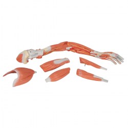 M11_07_1200_1200_Модель-руки-с-мышцами-6-частей-3B-Smart-Anatomy