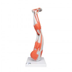 M20_01_1200_1200_Модель-ноги-с-мышцами-9-частей-3B-Smart-Anatomy