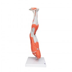 M20_03_1200_1200_Модель-ноги-с-мышцами-9-частей-3B-Smart-Anatomy