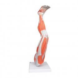 M20_05_1200_1200_Модель-ноги-с-мышцами-9-частей-3B-Smart-Anatomy