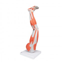 M20_06_1200_1200_Модель-ноги-с-мышцами-9-частей-3B-Smart-Anatomy