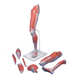 M21_01_1200_1200_Модель-ноги-с-мышцами-7-частей-3B-Smart-Anatomy