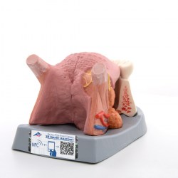 T12010_02_1200_1200_Модель-языка-3B-Smart-Anatomy