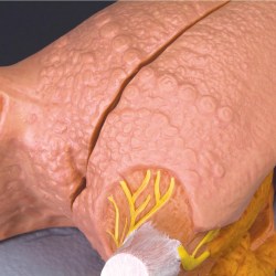 T12010_03_1200_1200_Модель-языка-3B-Smart-Anatomy