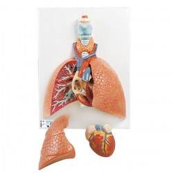 VC243_01_1200_1200_Модель-легких-с-гортанью-5-частей-3B-Smart-Anatomy