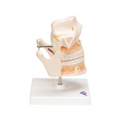VE281_03_1200_1200_Модель-зубов-взрослого-человека-3B-Smart-Anatomy