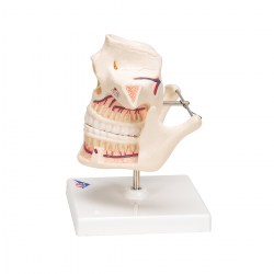 VE281_05_1200_1200_Модель-зубов-взрослого-человека-3B-Smart-Anatomy