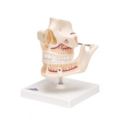 VE281_06_1200_1200_Модель-зубов-взрослого-человека-3B-Smart-Anatomy