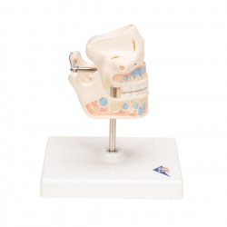 VE282_03_1200_1200_Модель-молочных-зубов-3B-Smart-Anatomy