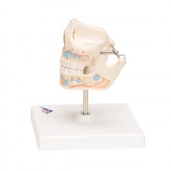 VE282_05_1200_1200_Модель-молочных-зубов-3B-Smart-Anatomy