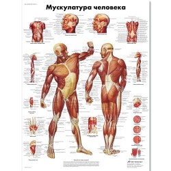 VR6118L_01_Медицинский-плакат-Мускулатура-человека