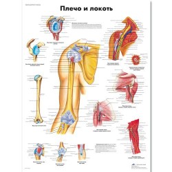 VR6170L_01_Медицинский-плакат-Плечо-и-локоть