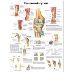 VR6174L_01_Медицинский-плакат-Коленный-сустав
