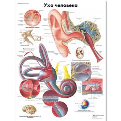 VR6243L_01_Медицинский-плакат-Ухо-человека