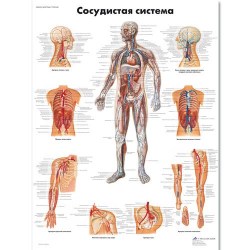 VR6353L_01_Медицинский-плакат-Сосудистая-система-человека