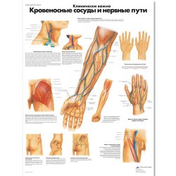VR6359L_01_Медицинский-плакат-Клинически-важные-кровеносные-сосуды-и-нервные-пути