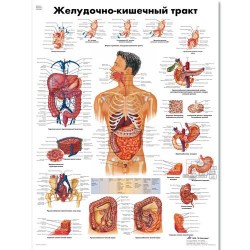 VR6422L_01_Медицинский-плакат-Желудочно-кишечный-тракт