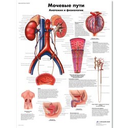 VR6514L_01_Медицинский-плакат-Мочевые-пути-анатомия-и-физиология