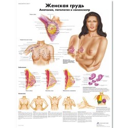 VR6556L_01_Медицинский-плакат-Женская-грудь-анатомия-патология-и-самоосмотр