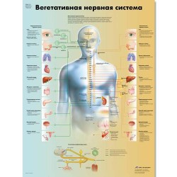 VR6610L_01_Медицинский-плакат-Вегетативная-нервная-система