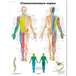VR6621L_01_Медицинский-плакат-Спинномозговые-нервы-человека