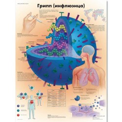 VR6722L_01_Медицинский-плакат-Грипп-инфлюэнца