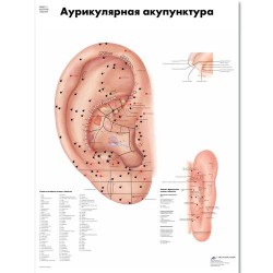 VR6821L_01_Медицинский-плакат-Акупунктура-уха