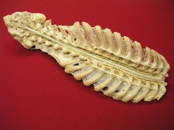 cns-2