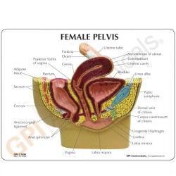 female-pelvis-model-2